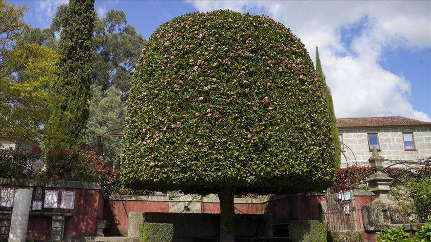 Camélia-japoneira em Guimarães é a árvore do ano 2024