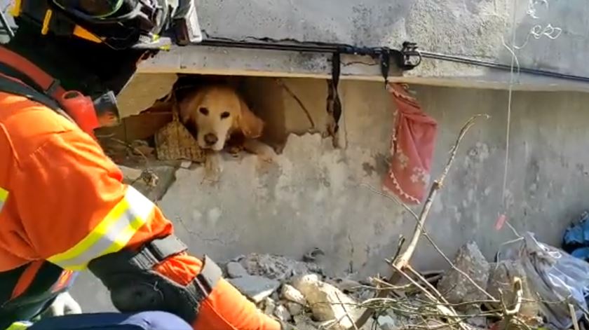 Veja o momento em que a missão portuguesa resgata "Tuga", o cão preso sob os escombros na Turquia