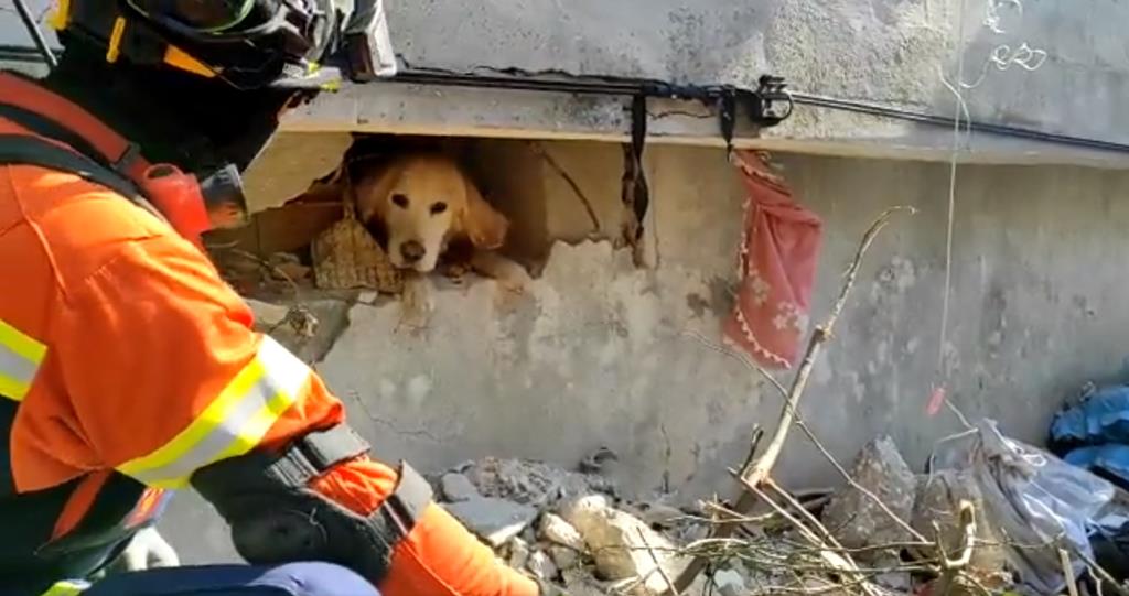 Veja o momento em que a missão portuguesa resgata "Tuga", o cão preso sob os escombros na Turquia Veja o momento em que a missão portuguesa resgata "Tuga", o cão preso sob os escombros na Turquia