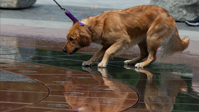 Maus-tratos a animais. GNR deteta 697 contraordenações e quatro crimes
