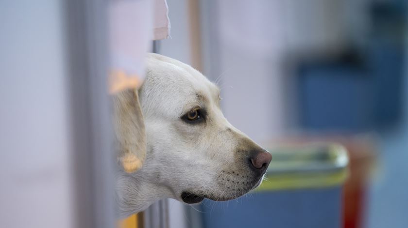 GNR detém suspeito de maus tratos a animais e resgata 5 cachorrinhos