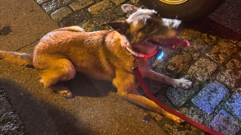 Cão-bombeiro encontra criança desaparecida em Arcos de Valdevez
