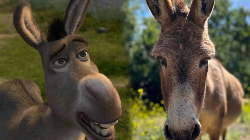 Morreu o melhor amigo de Shrek (o burro verdadeiro, não o desenho animado)
