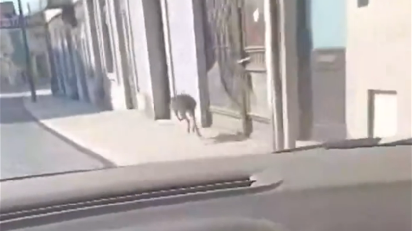 Canguru apanhado a passear pelas ruas de Vizela
