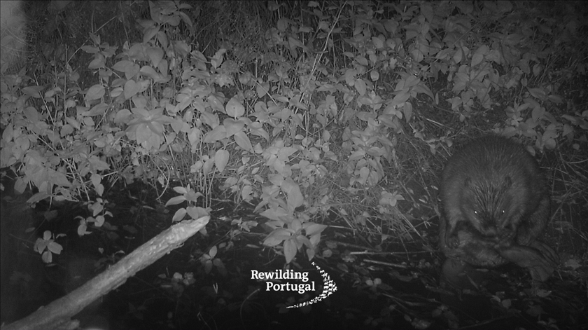 Vídeo: Mais de 500 anos depois, castor regressa a Portugal