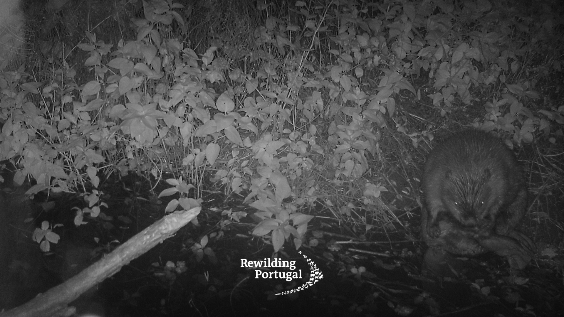 Vídeo: Mais de 500 anos depois, castor regressa a Portugal