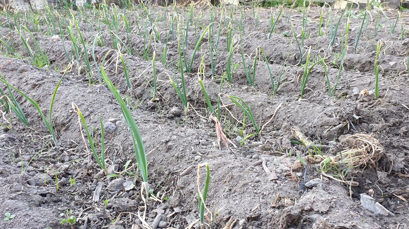 Campos de cebolo ressequido. Foto: Olímpia Mairos/RR