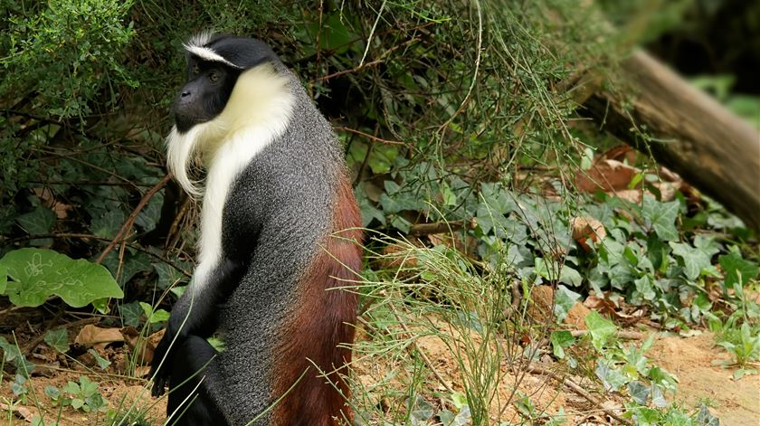 Cercopithecus roloway, espécie primata criticamente em perigo. Fogo: Wikimedia Commons