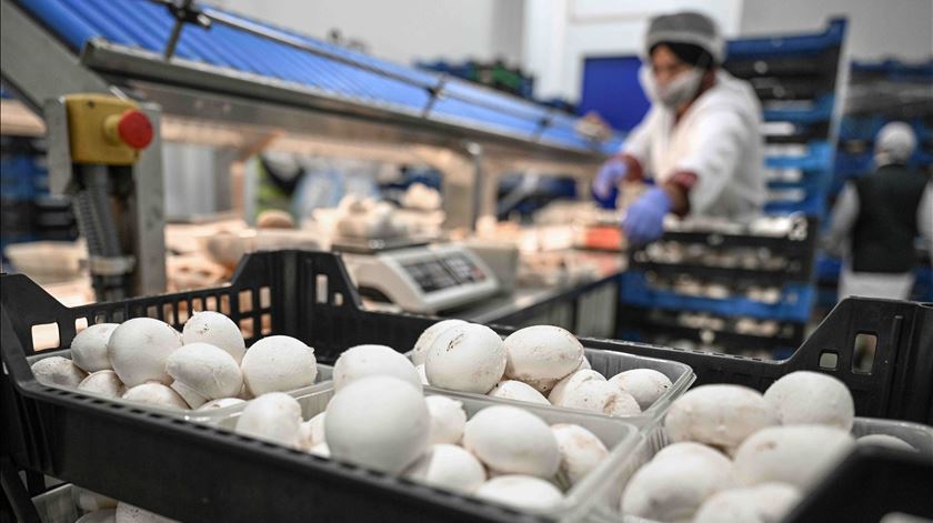 CUGA estima produzir 6,5 mil toneladas de cogumelos frescos e faturar 24 milhões de euros em 2026