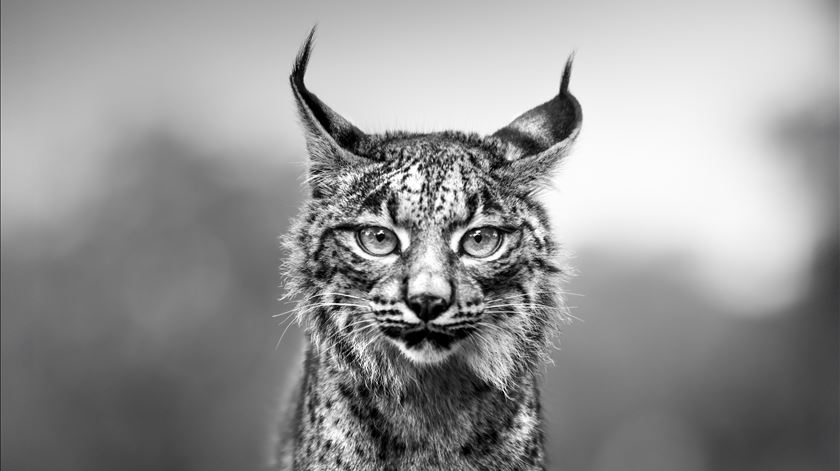 Fotógrafo português doa fotografia pela natureza