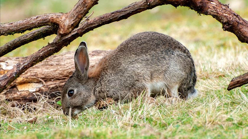 Cientistas descobrem nova espécie "coelho-ibérico" em risco de extinção