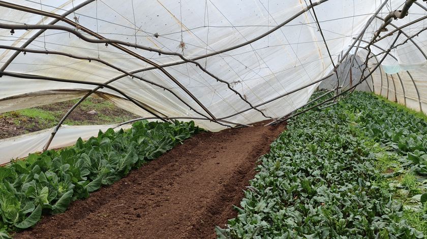 Agricultores continuam à espera dos apoios prometidos após as tempestades do início do ano Agricultores continuam à espera dos apoios prometidos após as tempestades do início do ano