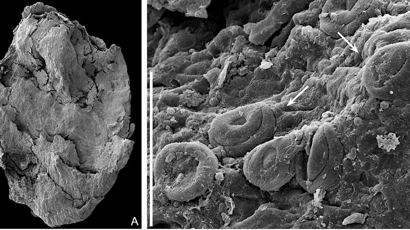 Investigadores descobrem fóssil de novo cone de conífera com 133 milhões de anos