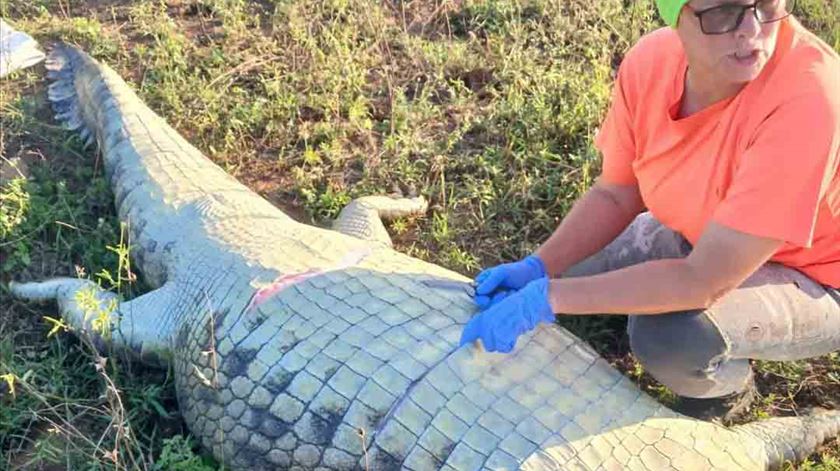 Corpo de português encontrado dentro de crocodilo na África do Sul