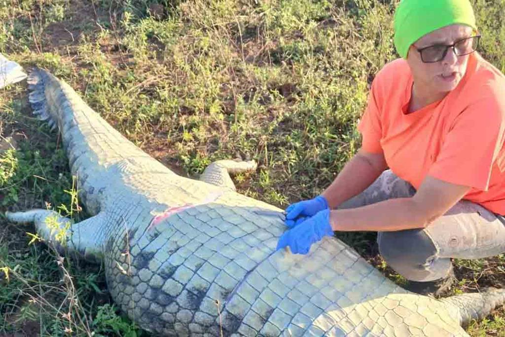 Vídeo. Corpo de português encontrado dentro de crocodilo na África do Sul
