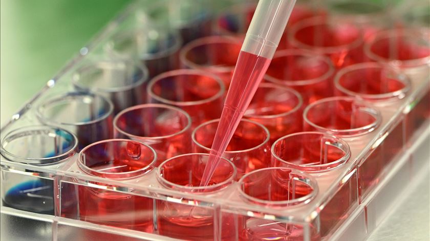 "Candida auris": Fungo hospitalar resistente chega a Portugal