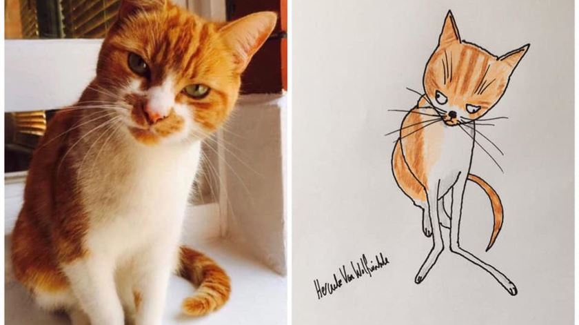 Esta gata é a Hattie. Foto: Facebook/Pet Portraits by Hercule
