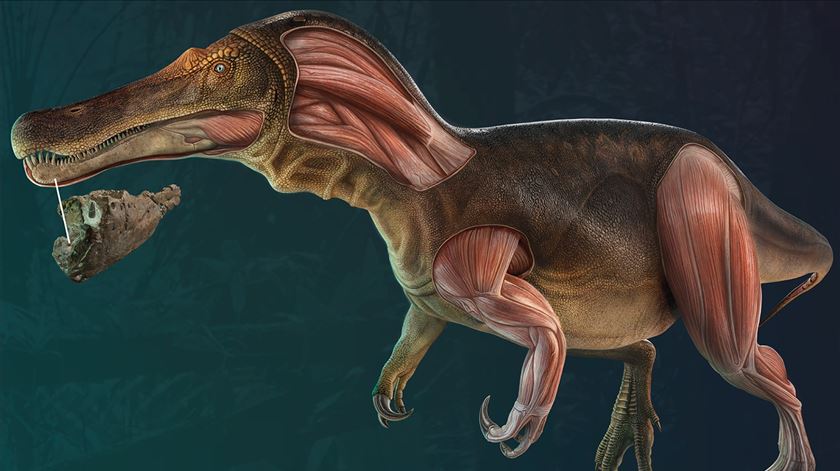 Paleontólogos anunciam nova espécie de dinossauro com 125 milhões de anos