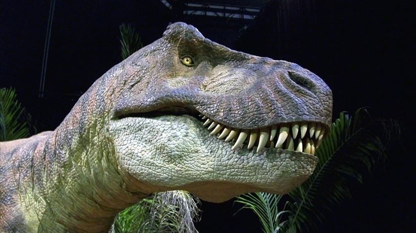 Um pedacinho de cada vez, dinossauro T-Rex crescia sem parar até aos 40 anos