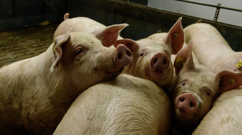 Portugal já pode exportar carne de suíno para Singapura