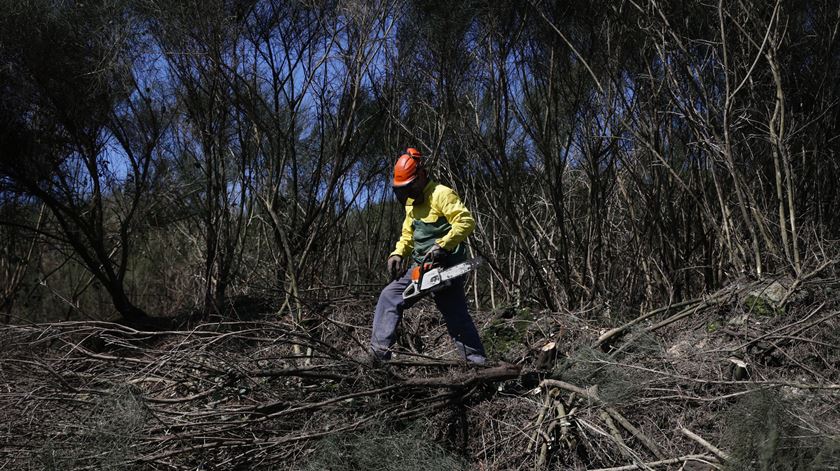 A população da região está muito empenhada na limpeza das matas, destacam autarcas. Foto: Lusa