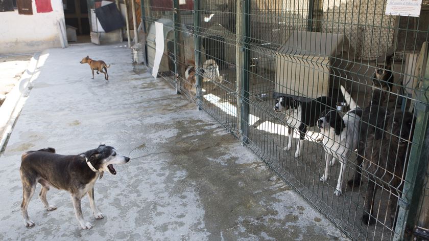 Associação Zoológica de Leiria - cão - cães - canil - animais abandonados  Foto: Paulo Cunha/Lusa