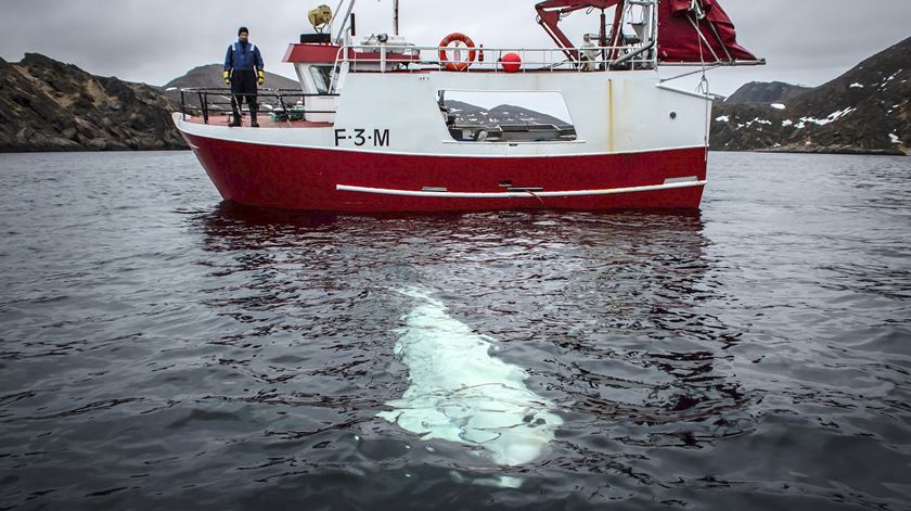 Baleia branca encontrada na Noruega terá sido treinada pela Marinha russa Foto: EPA