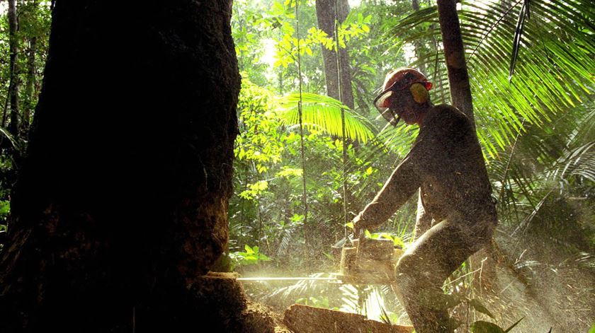 Ritmo da desflorestação continua a aumentar: entre janeiro e março deste ano, a Amazónia brasileira perdeu 796,08 quilómetros quadrados de cobertura vegetal. Foto: Marcelo Sayao/EPA