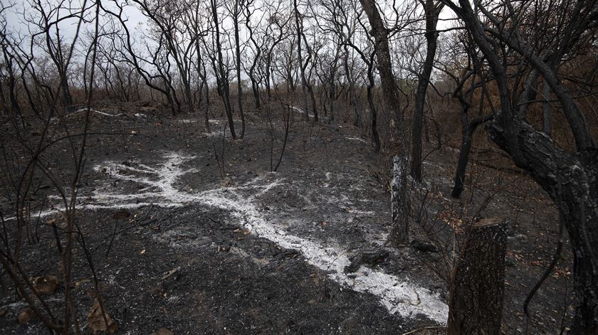 "A floresta do que está a necessitar é da cooperação dos vários países em lugar de confronto." Foto: Rogério Florentino/EPA