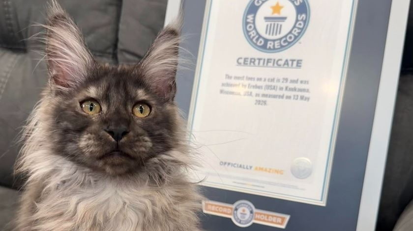 Erebus Anomaly é o gato com mais dedos do mundo
