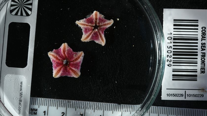 Investigadores internacionais identificaram até agora mais de 110 espécies de peixes e invertebrados "novas para a ciência", um número que poderá chegar a 200 quando forem realizadas todas as análises. Foto: Ocean Census