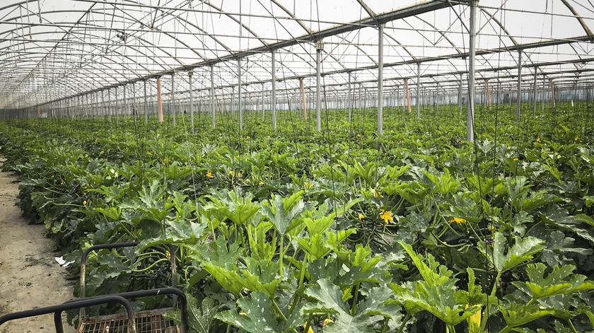 Aumento das temperaturas explica menor tempo de cultivo em estufa