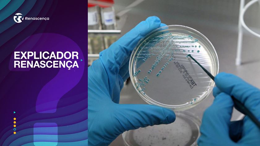 Terapia fágica. Que inovação é esta?