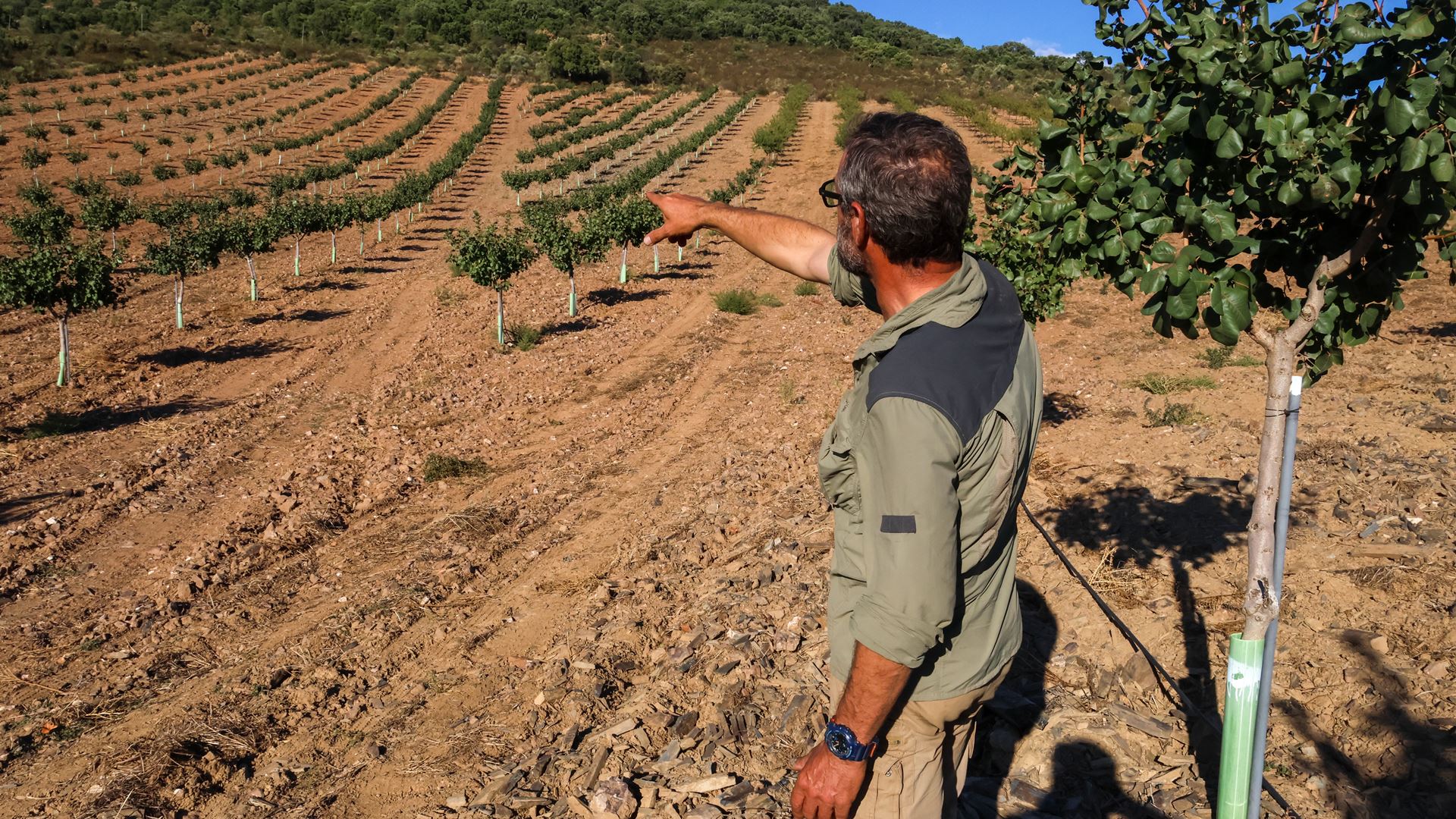 Pistácios no Nordeste Transmontano: A Nova Mania Agrícola que Promete Riqueza!