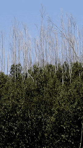 Três anos depois dos incêndios, vários eucaliptos já cresceram mais de quatro metros.