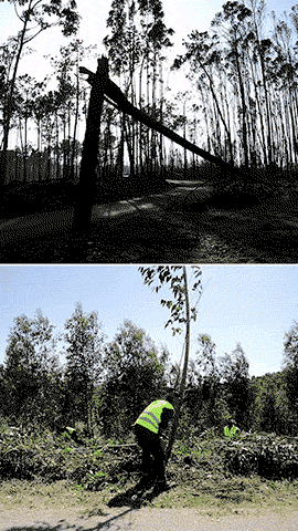 Limpeza de terrenos em Pedrógão Grande.