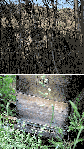 Nos incêndios de 2017 morreram 11 pessoas da aldeia do Nodeirinho.
