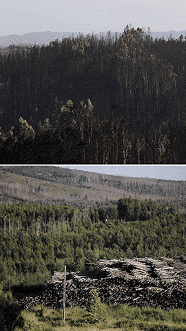 Três anos depois, a paisagem da região ainda é marcada pelos incêndios de 2017.