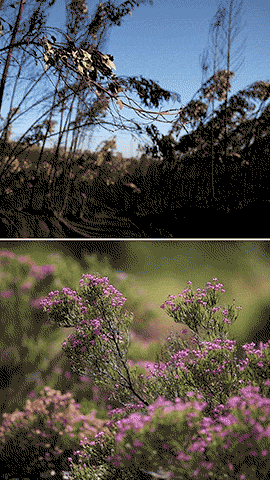 Só este ano é que urze voltou com alguma abundancia, permitindo aos apicultores voltarem a produzir o mel típico da região.