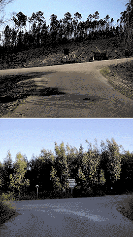 Na região do Pinhal Interior, caracterizada por terrenos compartimentados, os financiamentos são difíceis de conseguir.