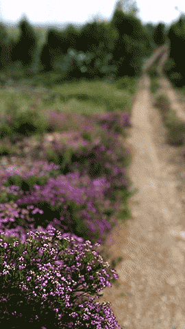 Em 2017 arderam perto de meio milhão de hectares de floresta e matos.