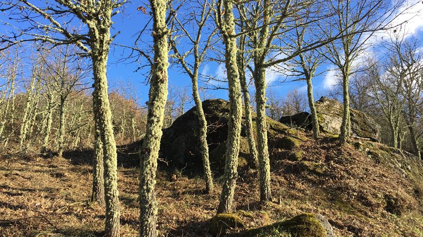 Presidente da AGIF defende alterações à gestão das florestas