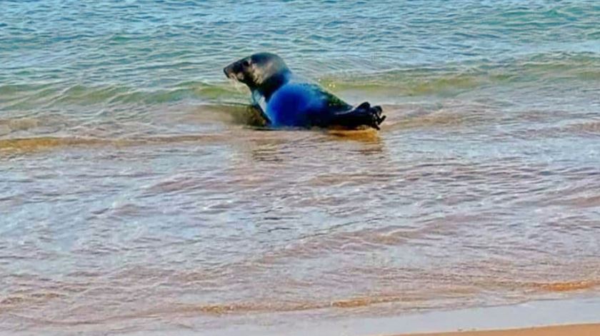 Há uma foca a passear pelas praias portuguesas (que não deve ser importunada)