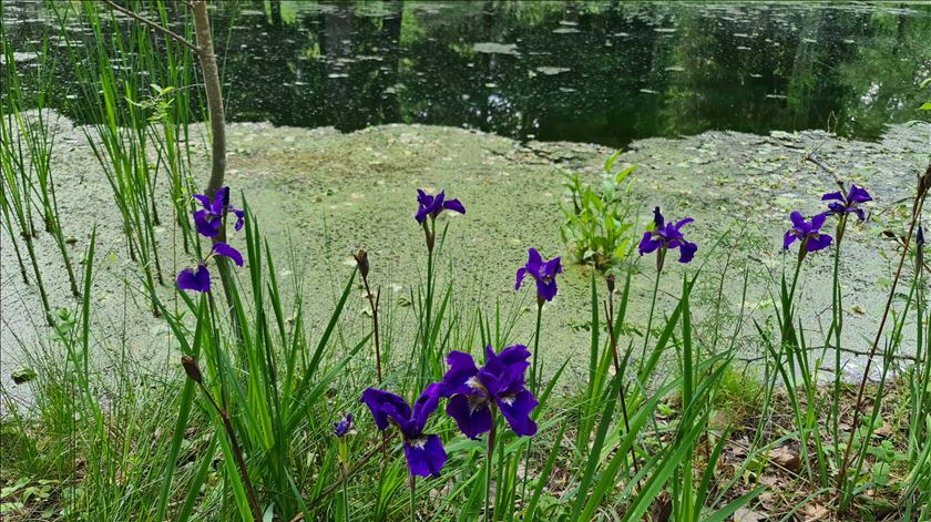 Ecólogos preocupados com “uniformização cada vez maior da paisagem de Portugal”