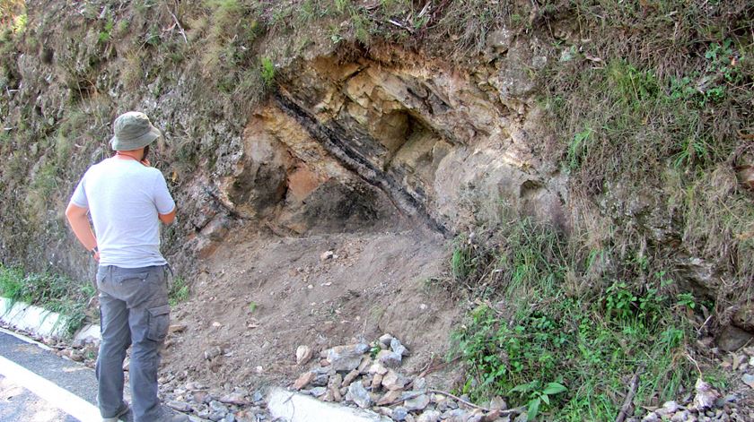 Fóssil de planta primitiva extinta foi descoberto no Bussaco