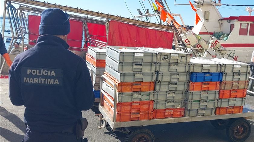 Pescado excedia quantidades permitidas e foi apreendido durante ação de fiscalização no porto de Sines. Foto: Autoridade Marítima