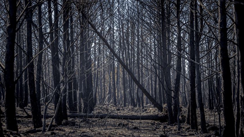 REN limpou 10.200 hectares de floresta no país em 2024