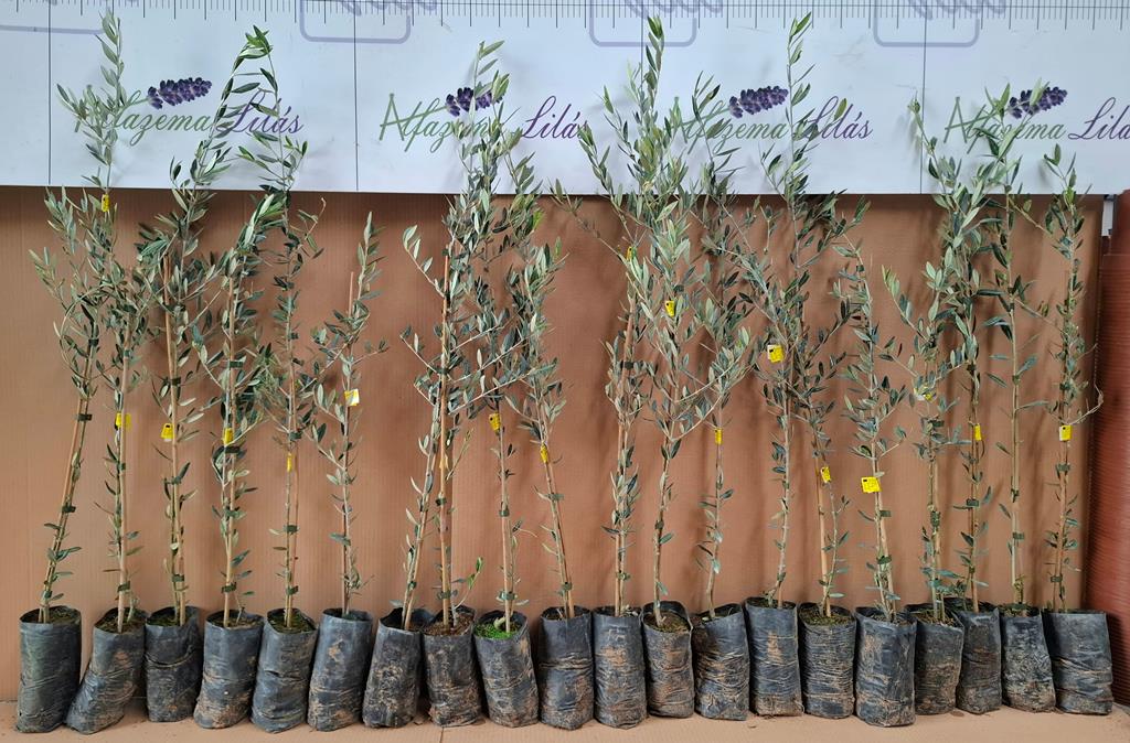 Diocese de Viseu entrega mais de 200 oliveiras a crianças para plantarem ‘Jardins da Paz’