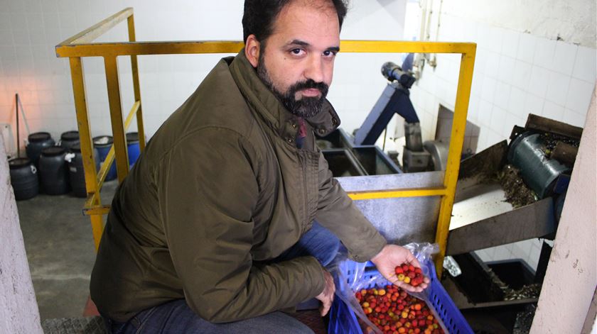 Nuno Pereira, o agricultor inivador. Foto: Liliana Carona/RR