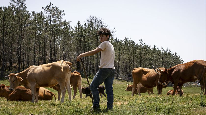 Nas "Vezeiras" do Gerês cada pastor guarda o gado à vez. "Somos nós, o lobo e os bichos selvagens"